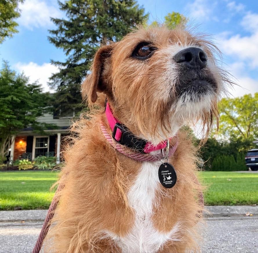 Enlarge Charlotte, a Adoptable mixed breed in West Bloomfield, MI image 2/4
