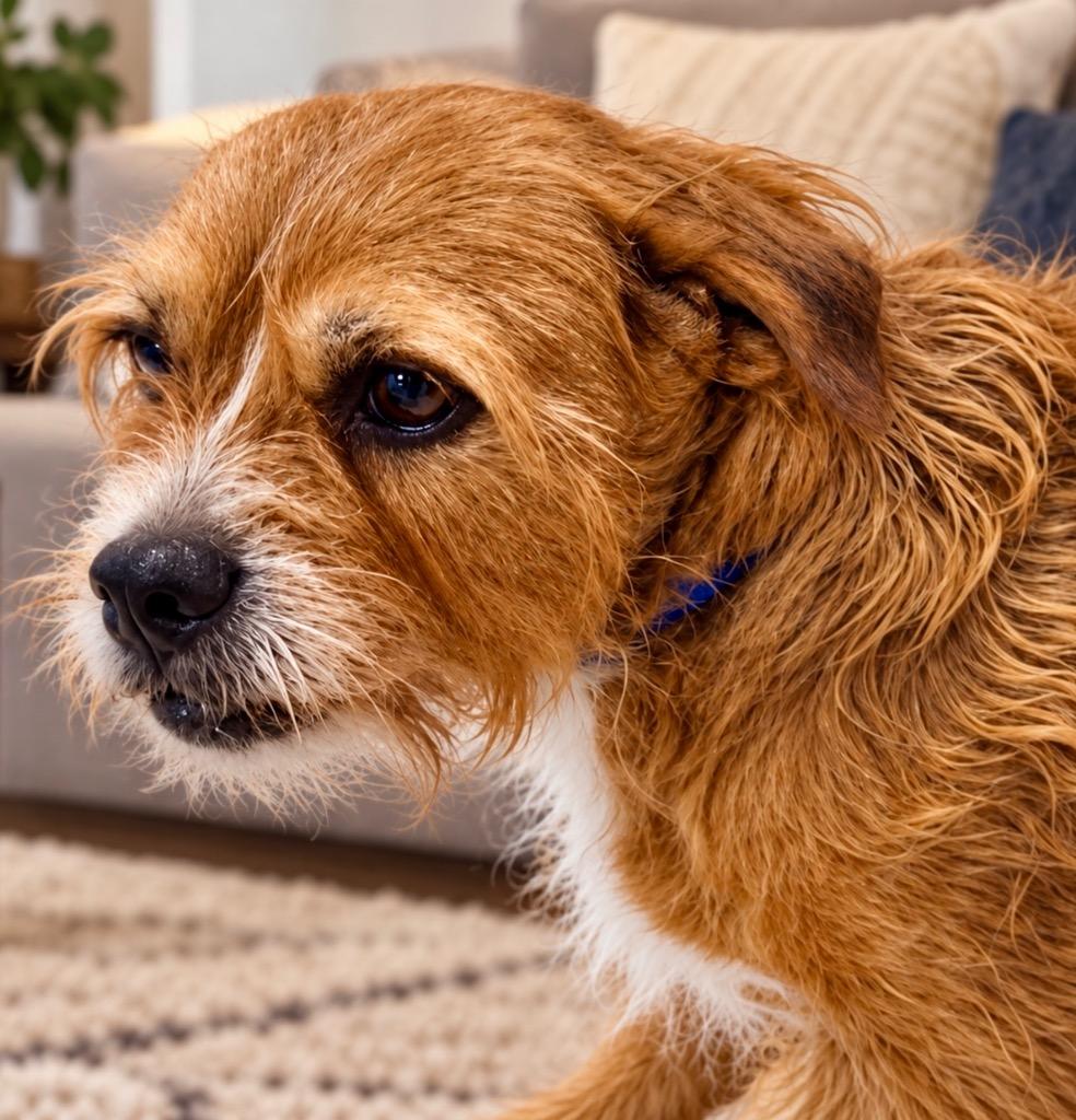 Enlarge Charlotte, a Adoptable mixed breed in West Bloomfield, MI image 3/4