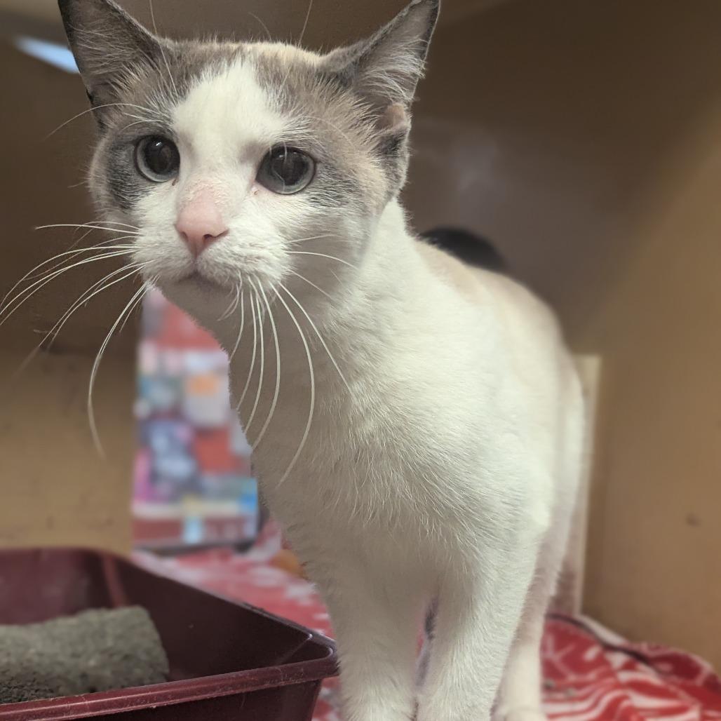 Bailey, Adoptable, Young Female Snowshoe.