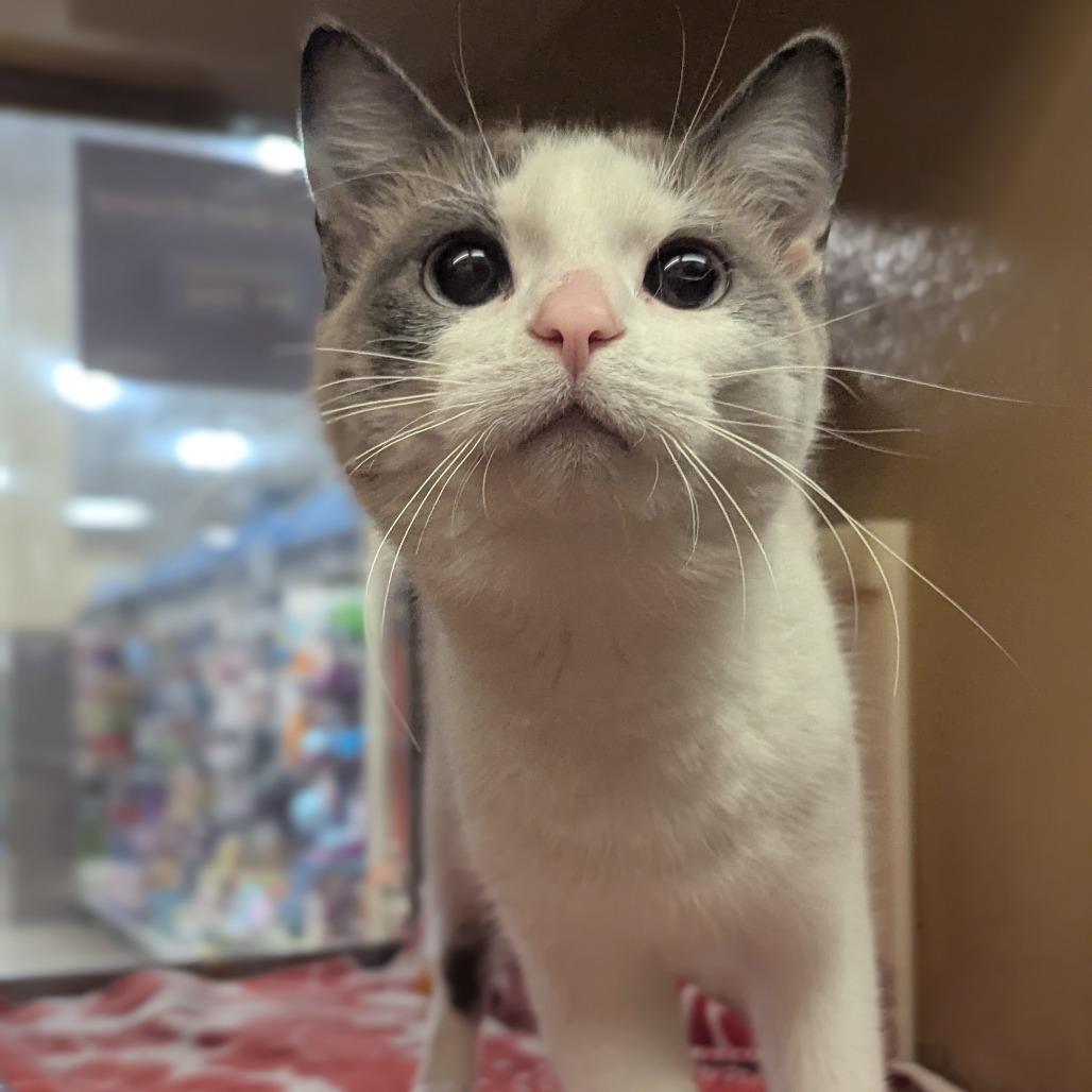 Enlarge Bailey, a Adoptable Snowshoe in Medford, NJ image 2/4