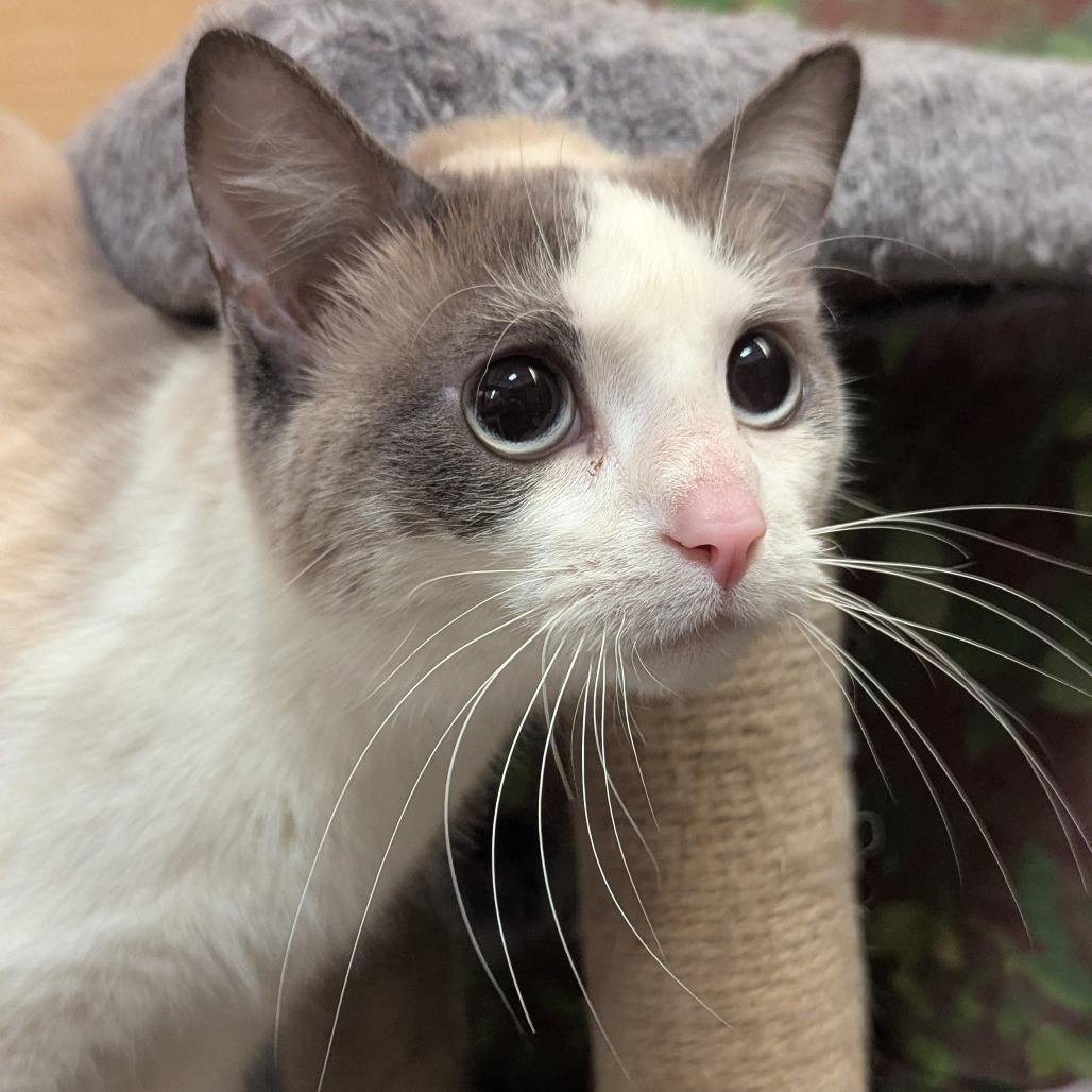 Enlarge Bailey, a Adoptable Snowshoe in Medford, NJ image 3/4