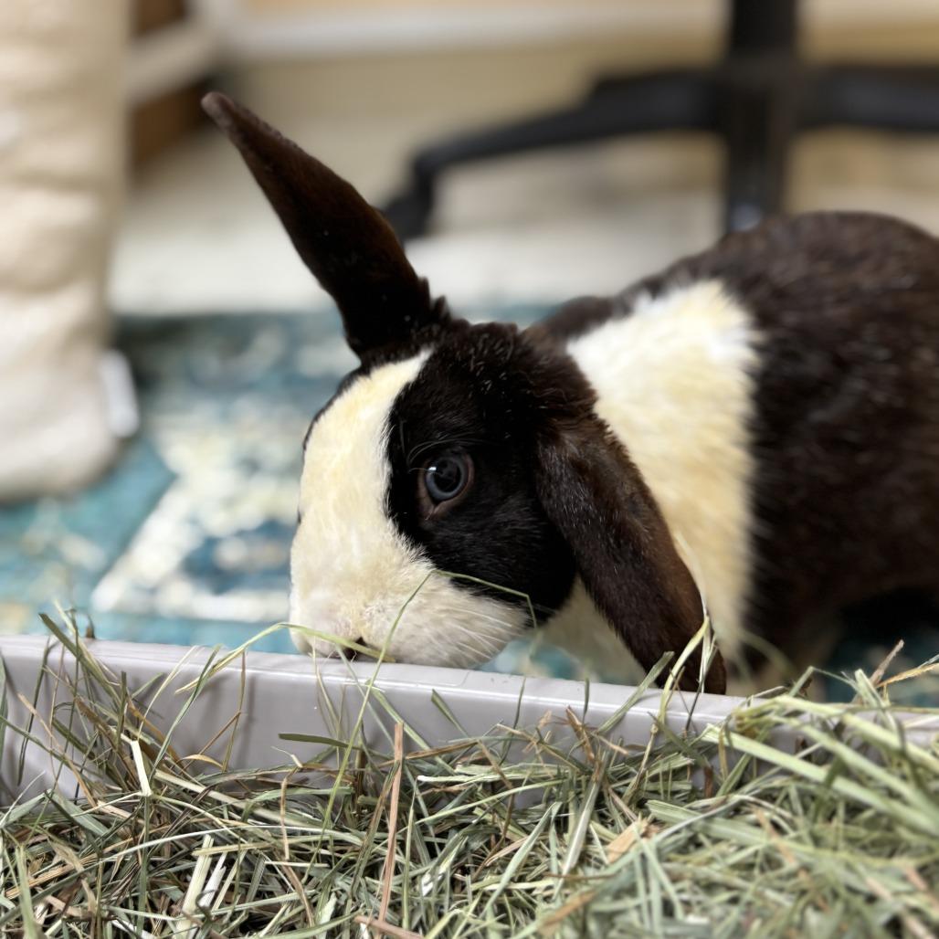 Enlarge Admiral, a Adoptable Bunny Rabbit in Richmond, CA image 1/6