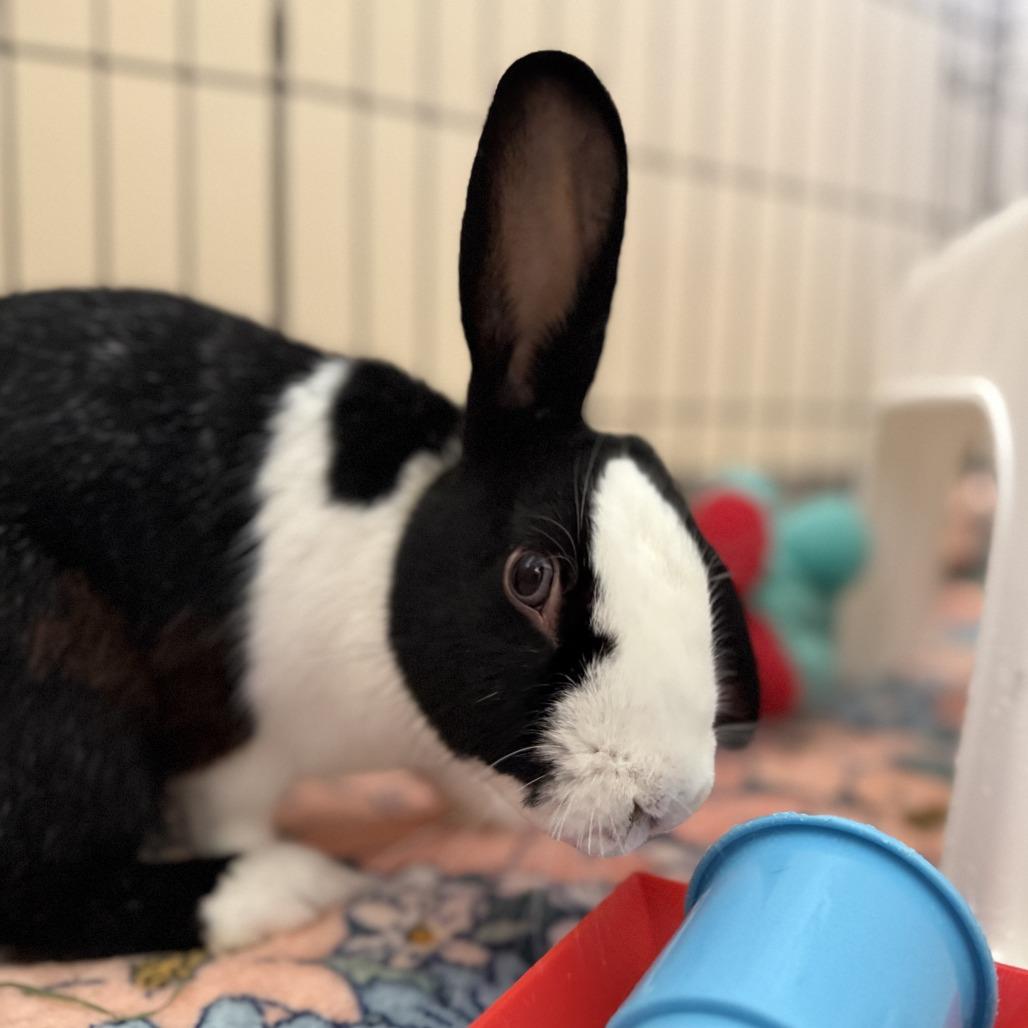 Enlarge Admiral, a Adoptable Bunny Rabbit in Richmond, CA image 2/6