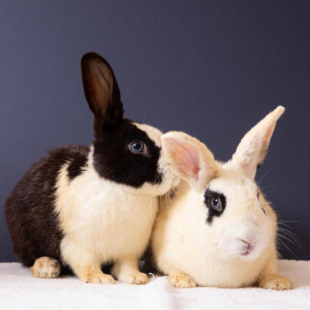 Enlarge Admiral, a Adoptable Bunny Rabbit in Richmond, CA image 2/6