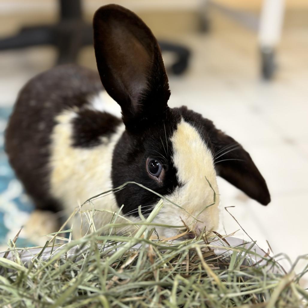 Enlarge Admiral, a Adoptable Bunny Rabbit in Richmond, CA image 4/6