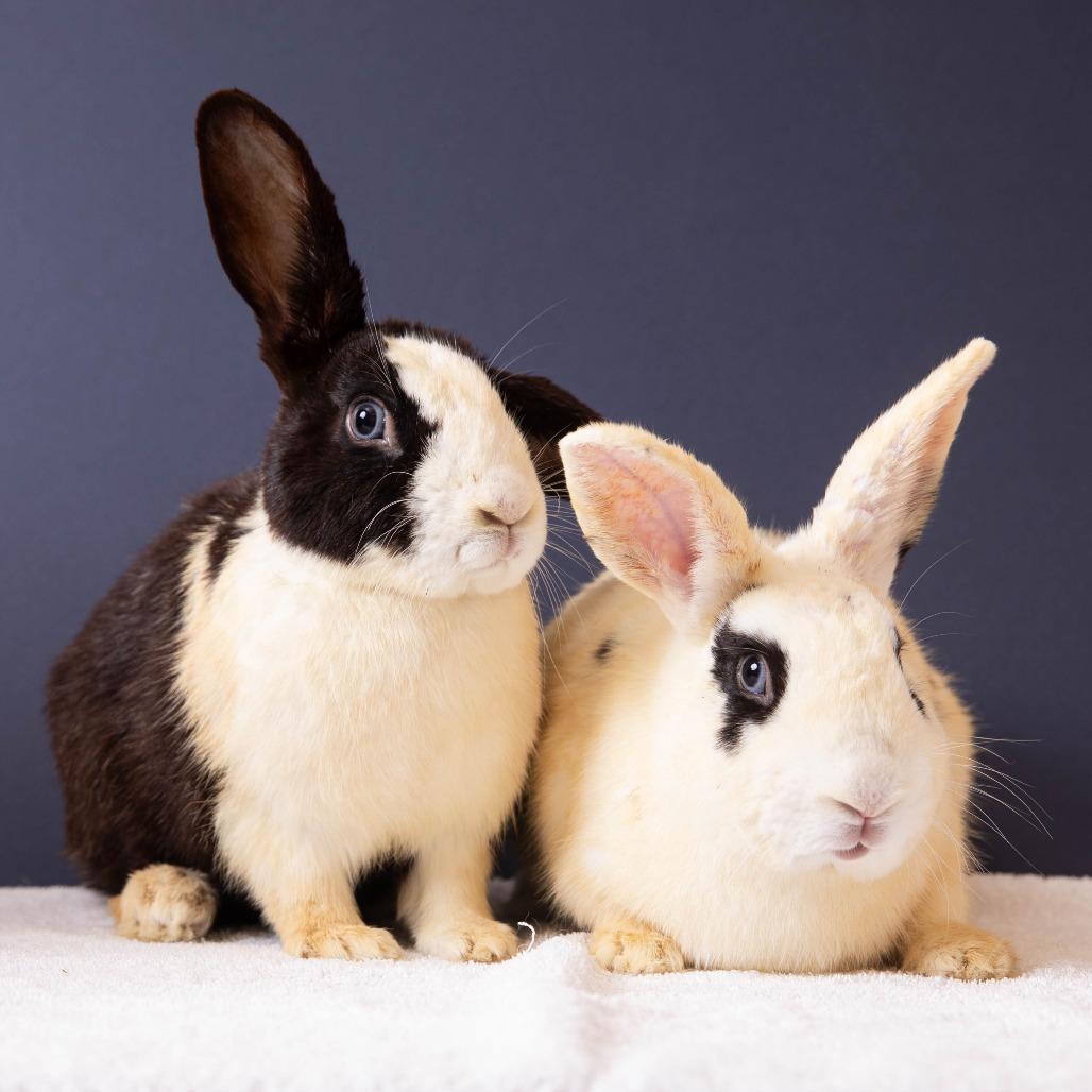 Enlarge Admiral, a Adoptable Bunny Rabbit in Richmond, CA image 5/6