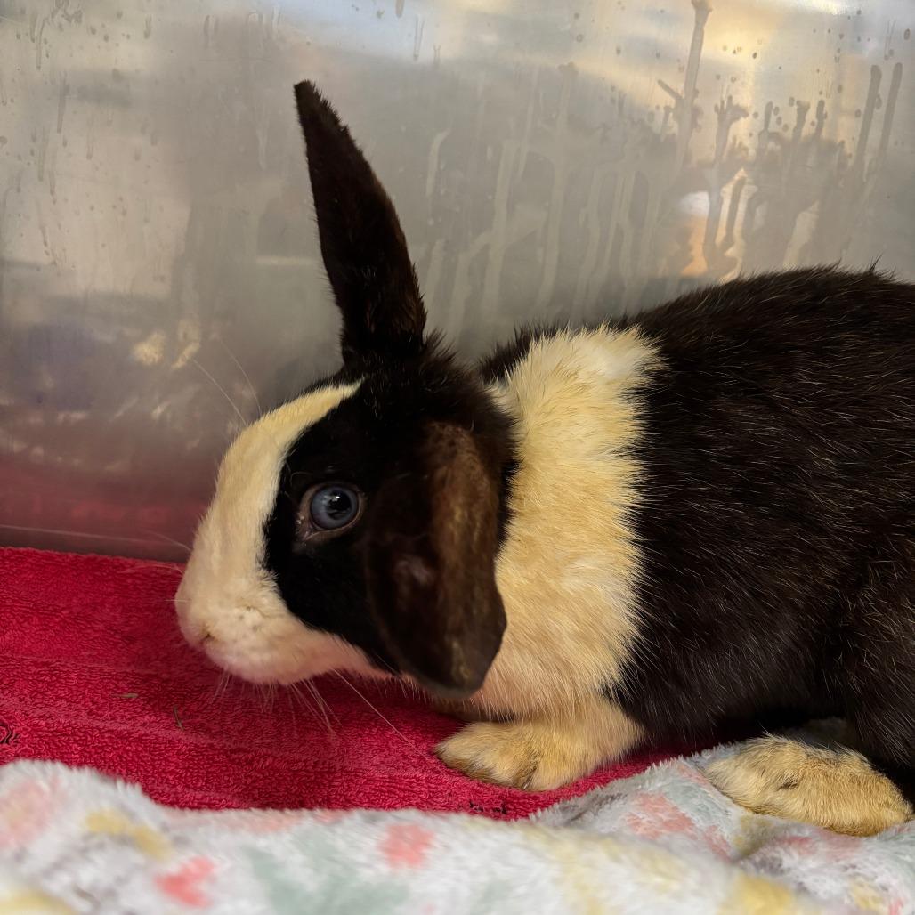 Enlarge Admiral, a Adoptable Bunny Rabbit in Richmond, CA image 6/6