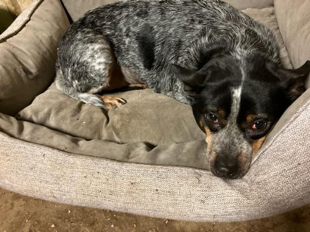 Ember, a Adopted Australian Cattle Dog / Blue Heeler in Schererville, IN image 2/3