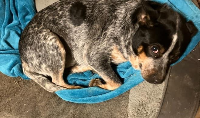 Ember, Adopted, Adult Female Australian Cattle Dog / Blue Heeler.
