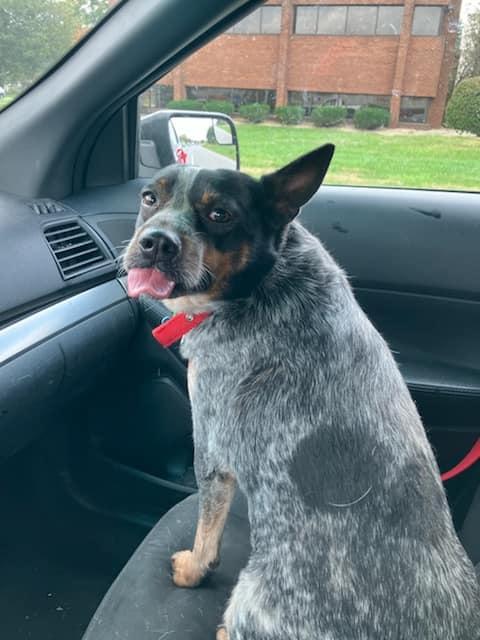Ember, Adopted, Adult Female Australian Cattle Dog / Blue Heeler.