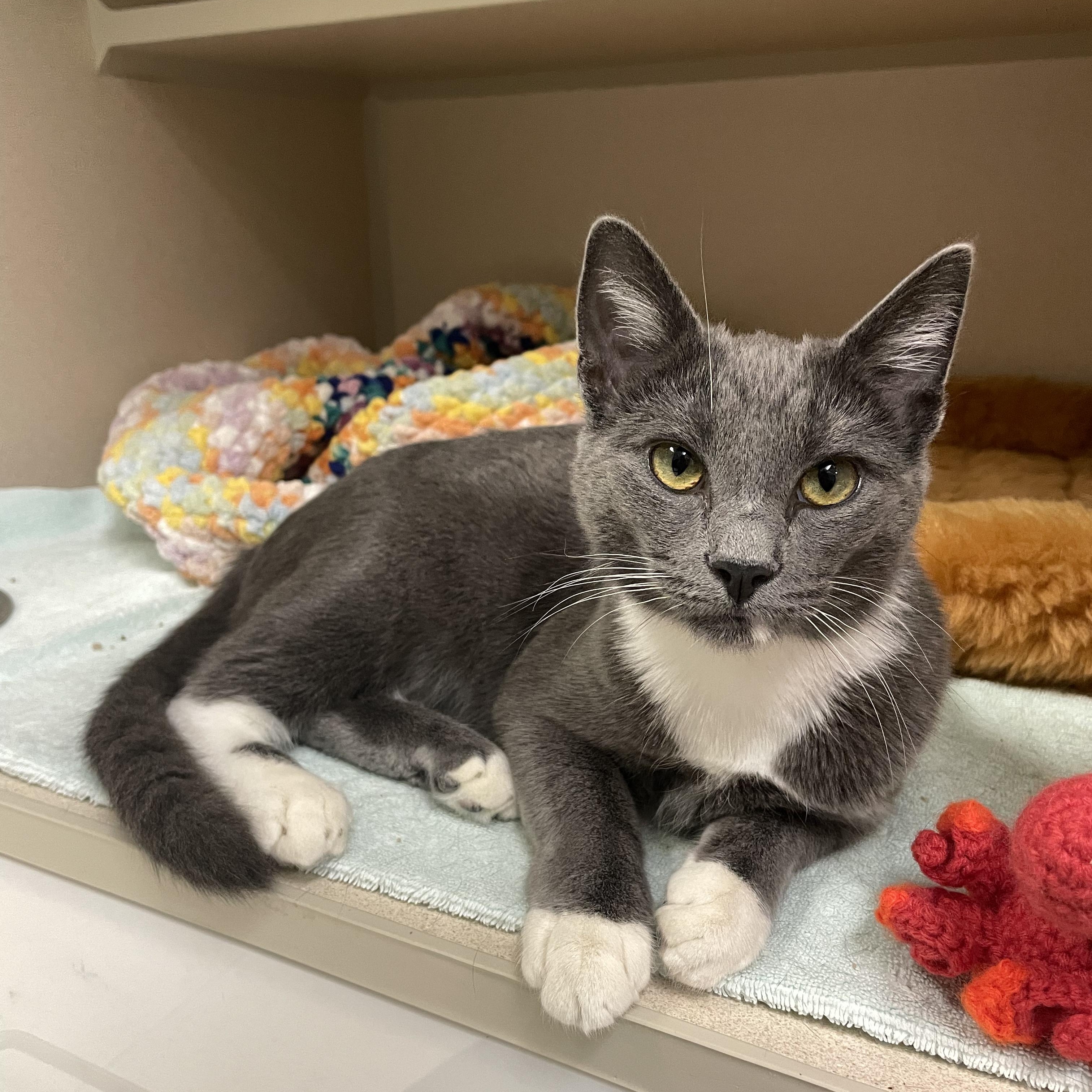 Cat for adoption Juniper & Poppy, a Domestic Short Hair in Walnut