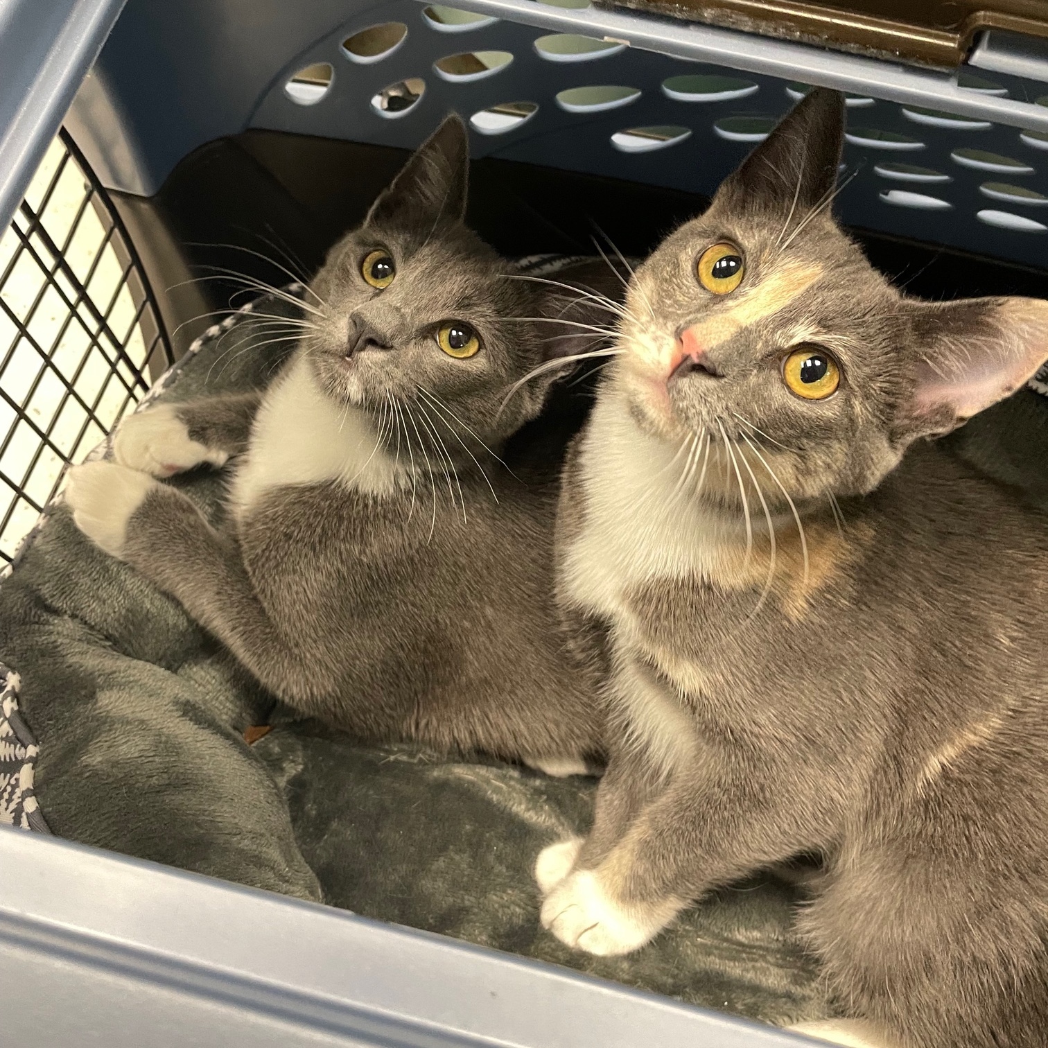 Cat for adoption Juniper & Poppy, a Domestic Short Hair in Walnut