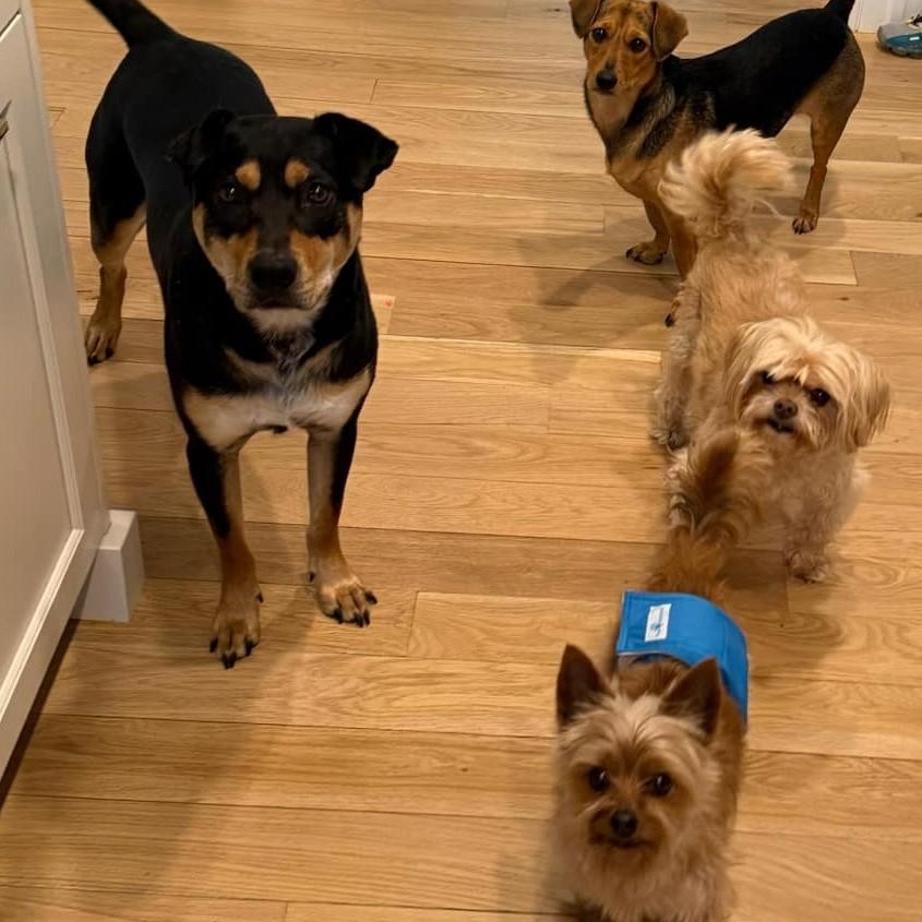 Romeo (bonded with Benji)