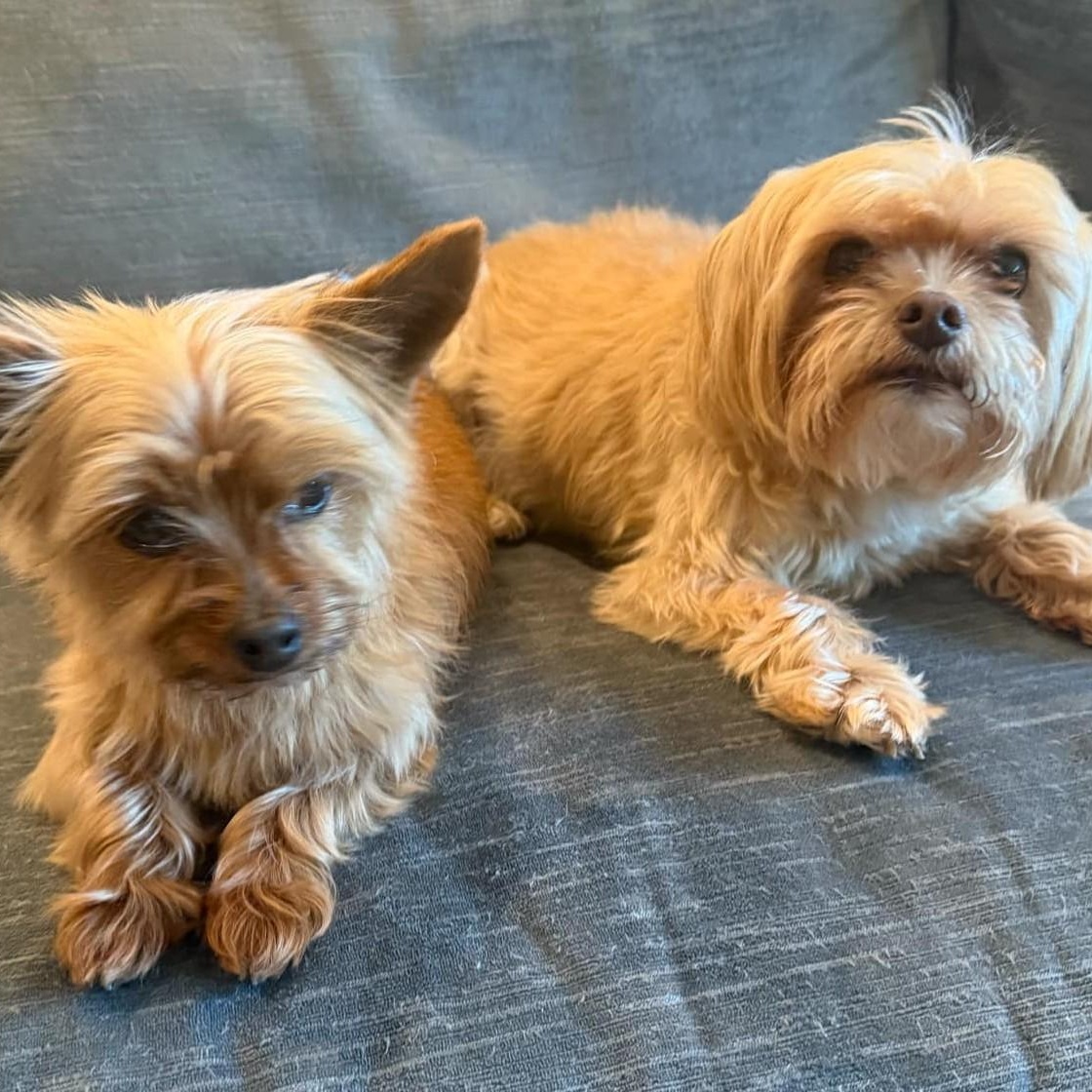 Romeo (bonded with Benji)