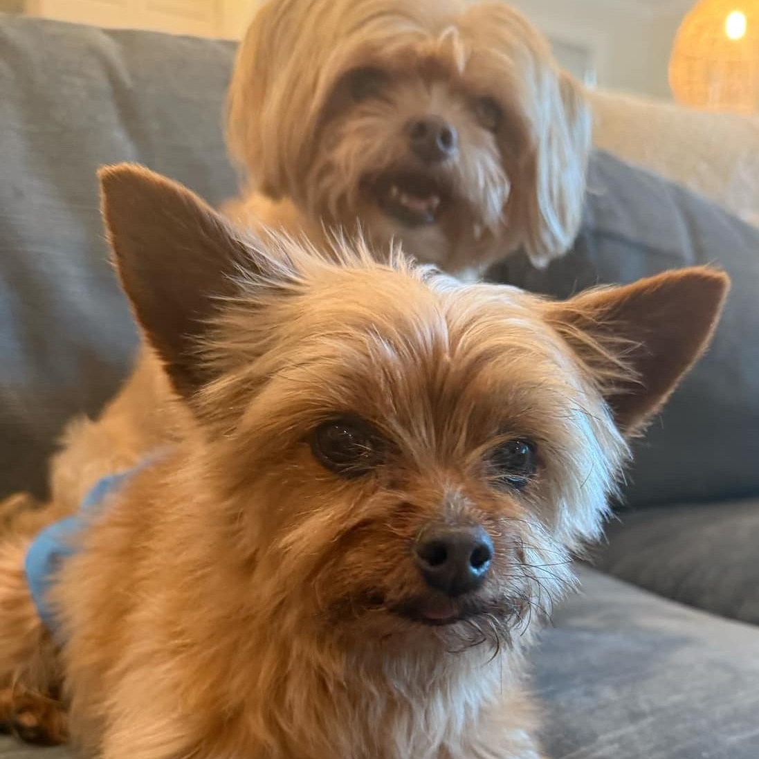 Romeo (bonded with Benji)