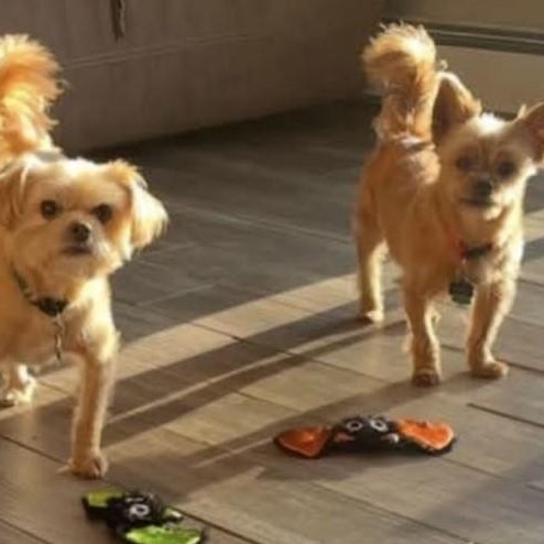 Romeo (bonded with Benji)