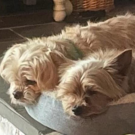 Romeo (bonded with Benji)