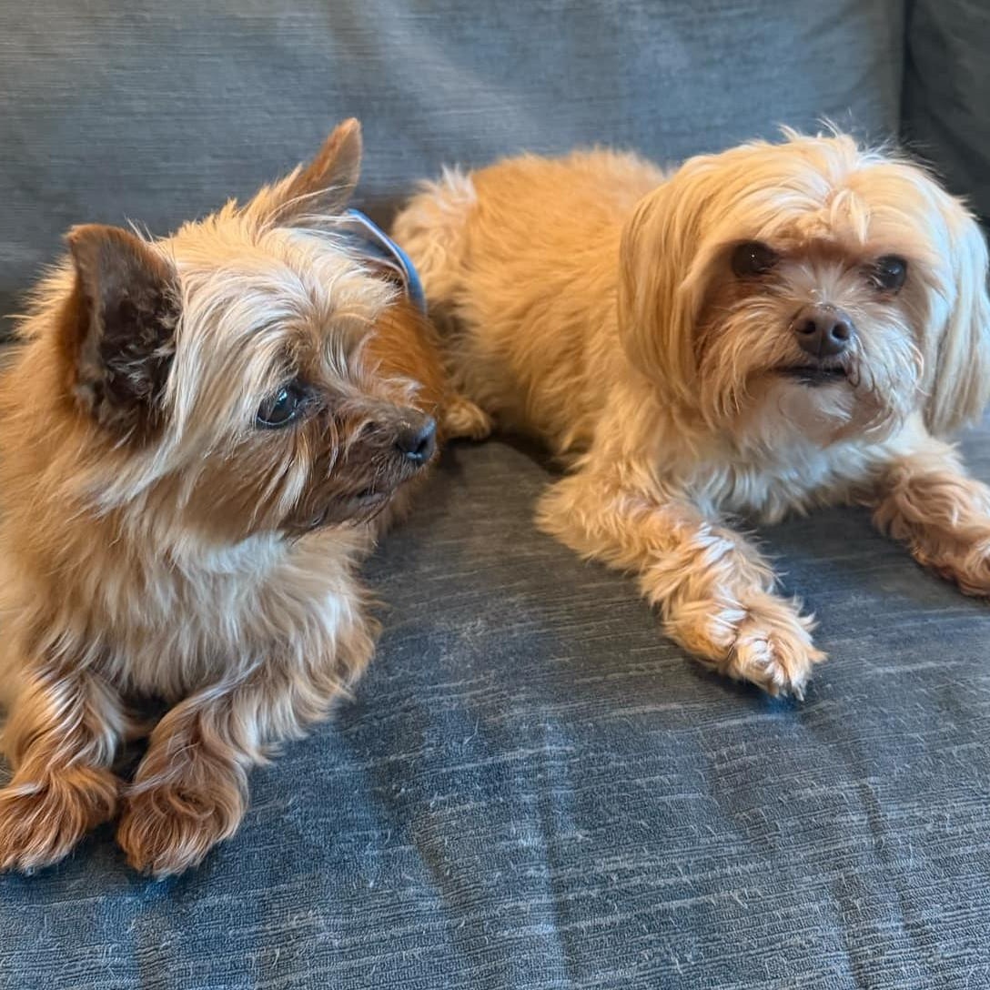 Romeo (bonded with Benji)