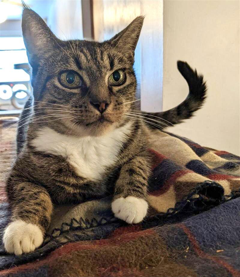 Holly Noel, a Adoptable Tabby in Dublin, OH image 1/5