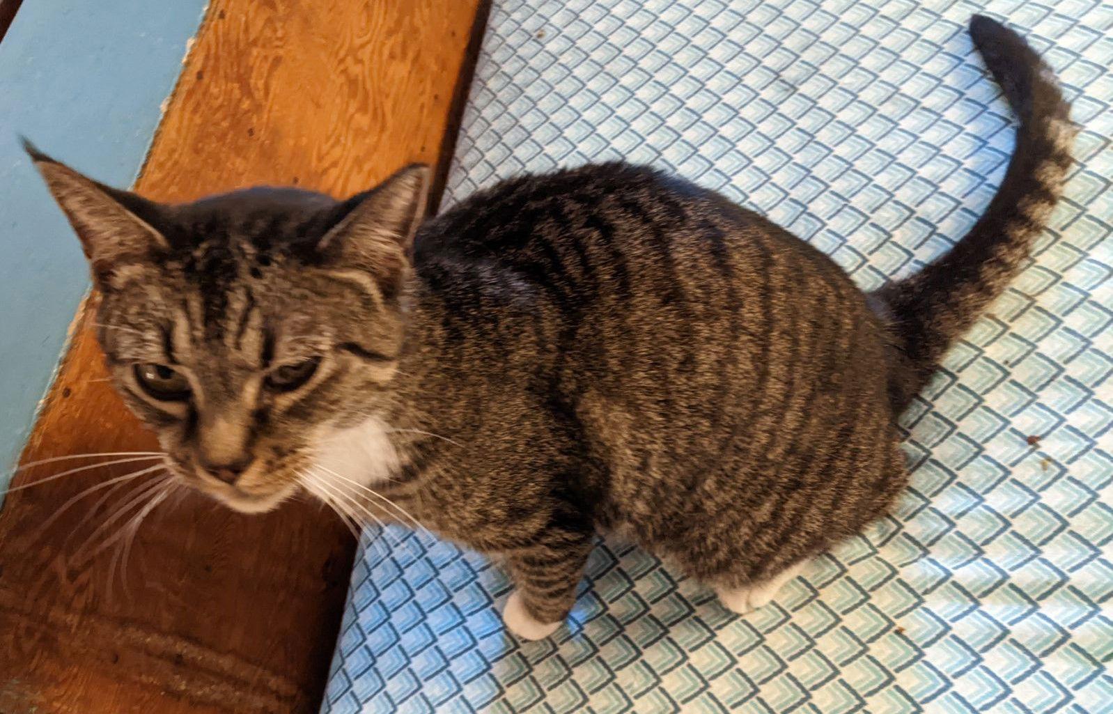 Holly Noel, a Adoptable Tabby in Dublin, OH image 2/5