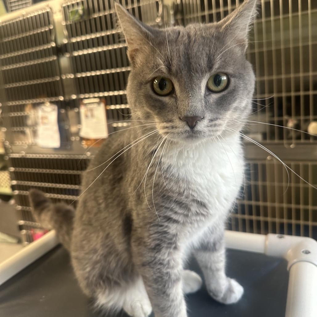 Spyro, Adoptable, Young Male Domestic Short Hair.