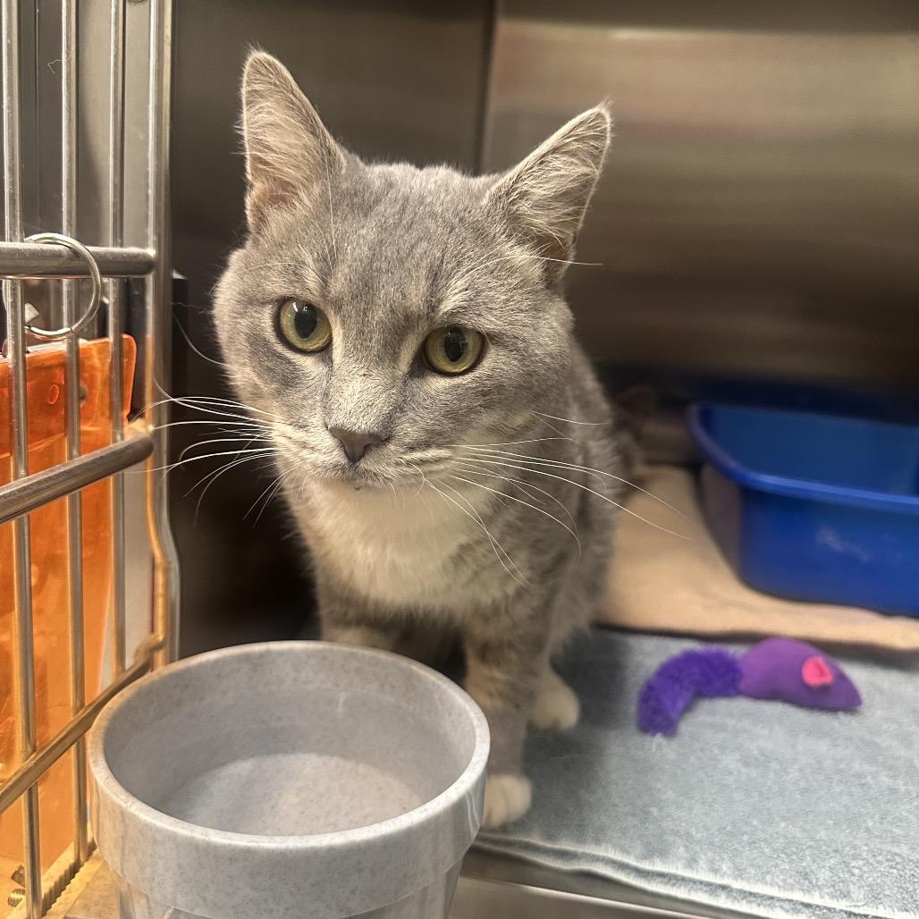 Spyro, a Adoptable Domestic Short Hair in Columbia Station, OH image 2/2