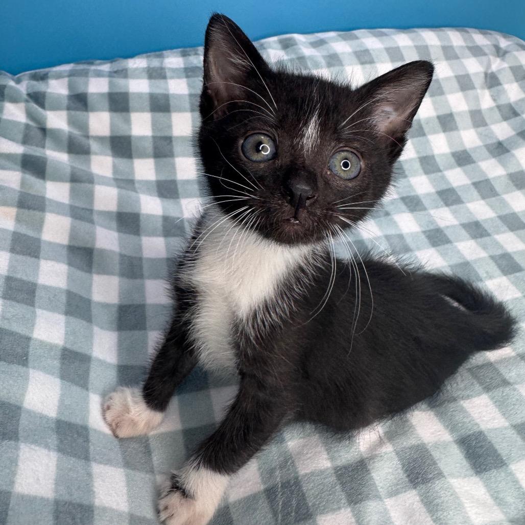 Johnny, a Adoptable Domestic Short Hair in San Antonio, TX image 2/6