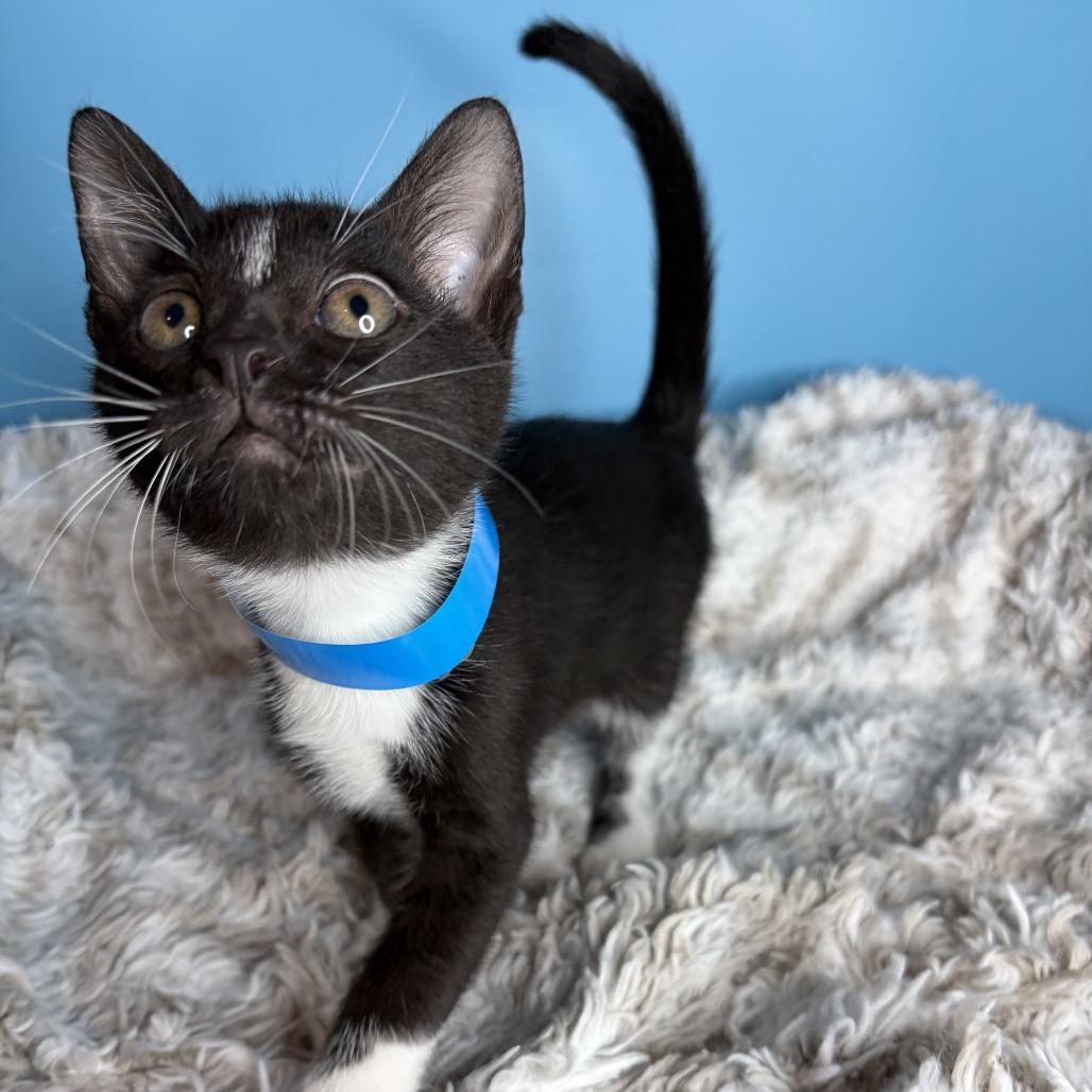Johnny, a Adoptable Domestic Short Hair in San Antonio, TX image 3/6
