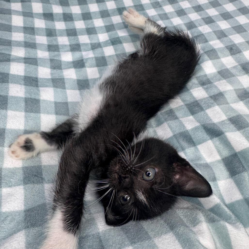 Johnny, a Adoptable Domestic Short Hair in San Antonio, TX image 4/6