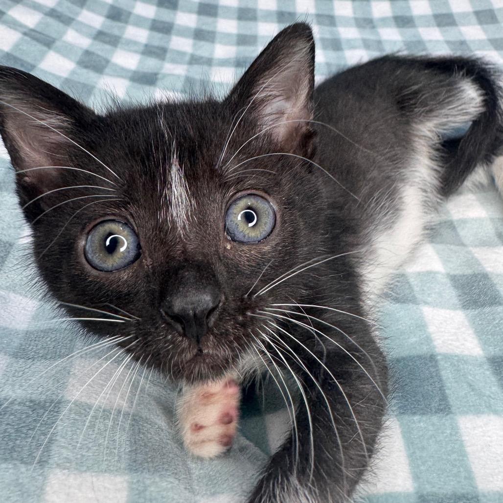 Johnny, a Adoptable Domestic Short Hair in San Antonio, TX image 5/6