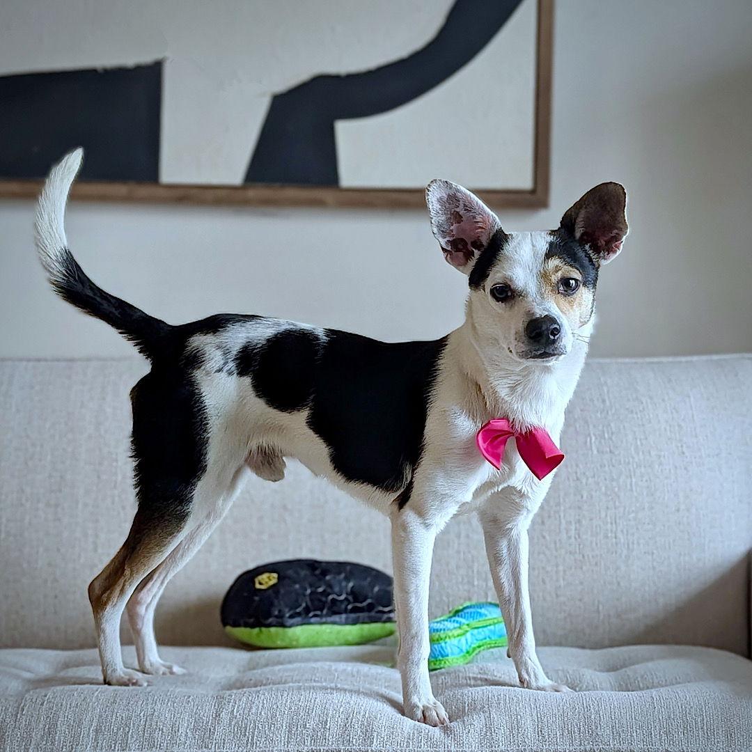 Enlarge Sherman (VA), a Adoptable mixed breed in arlington, VA image 3/3