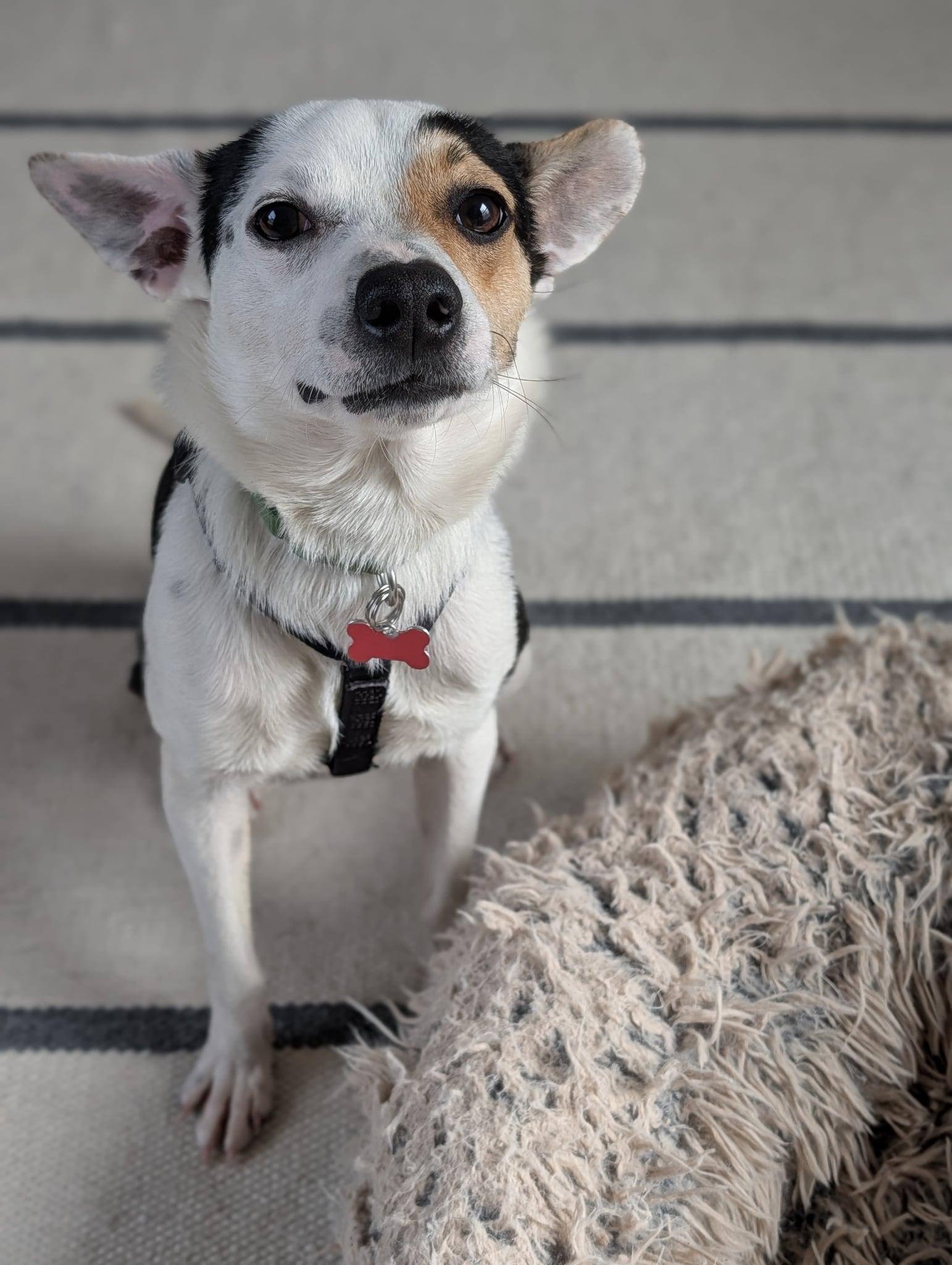 Enlarge Sherman (VA), a Adoptable mixed breed in arlington, VA image 2/3