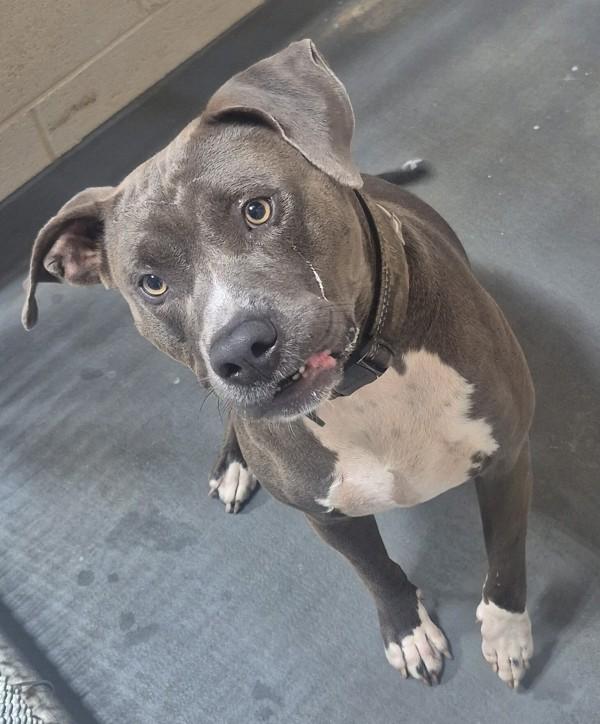 26-07-2155 Patti, Adoptable, Adult Female Pit Bull Terrier.