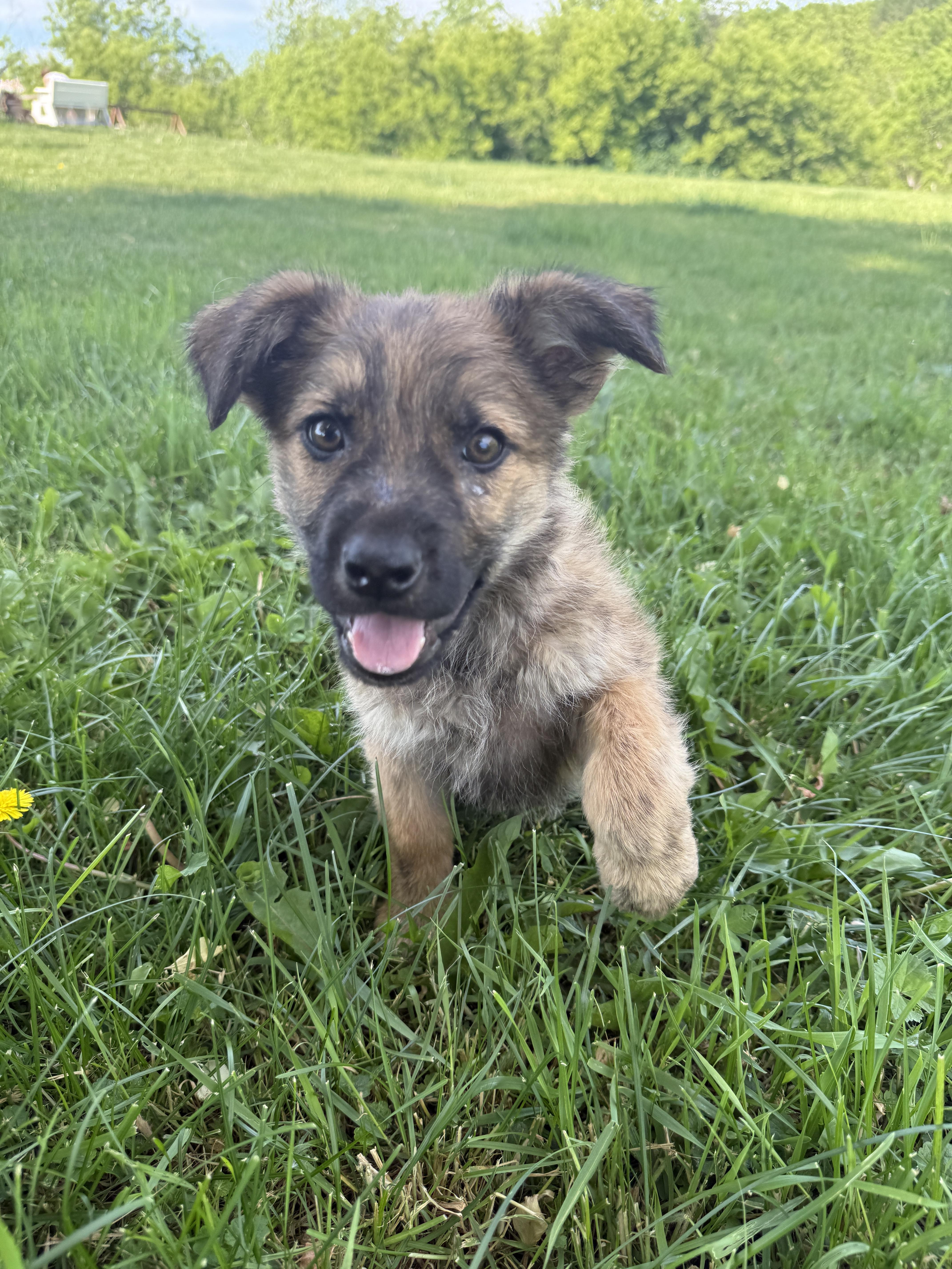 Lucky, an adopted mixed breed in Hales corners, WI image 3/6