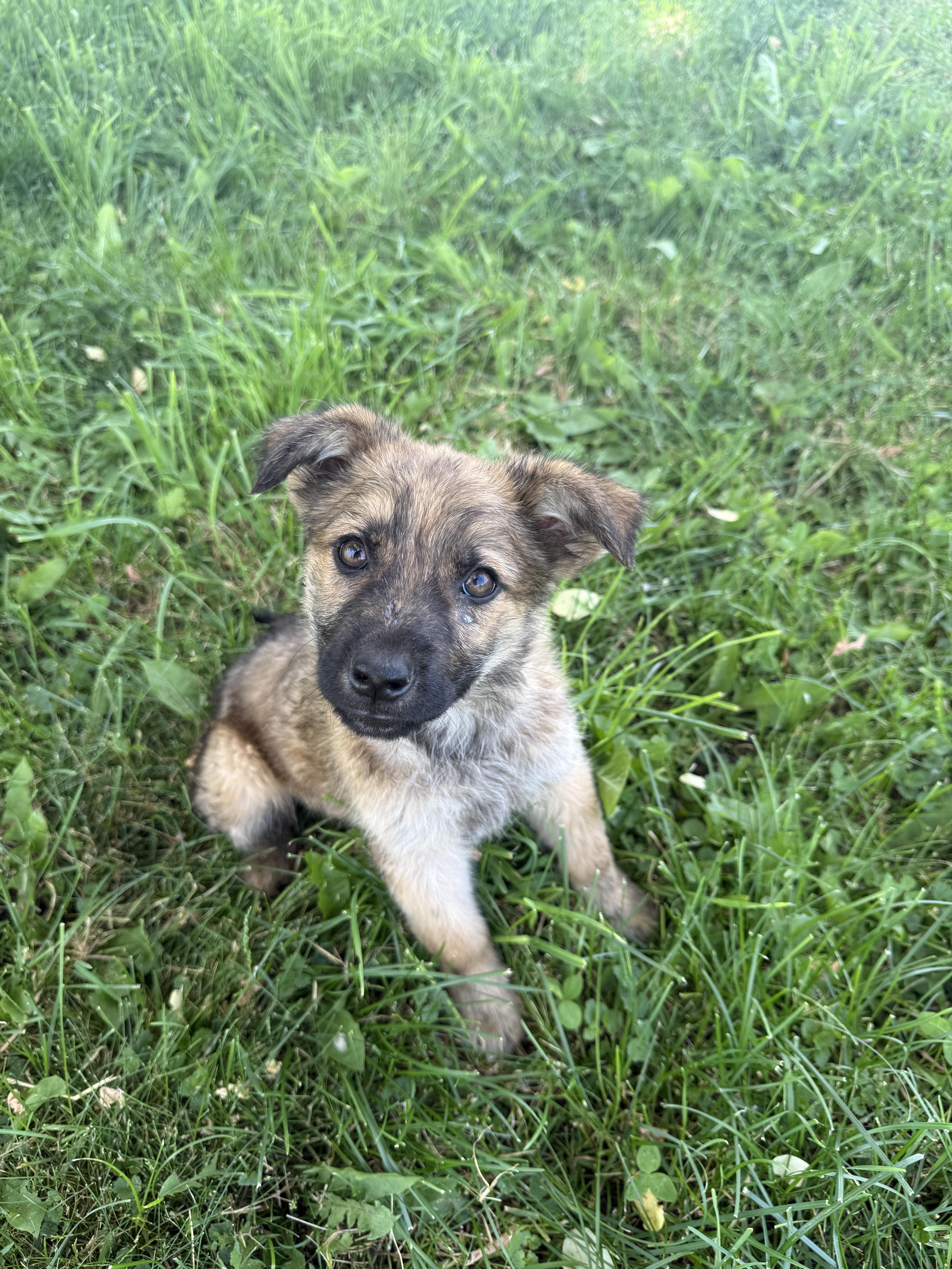 Lucky, an adopted mixed breed in Hales corners, WI image 5/6