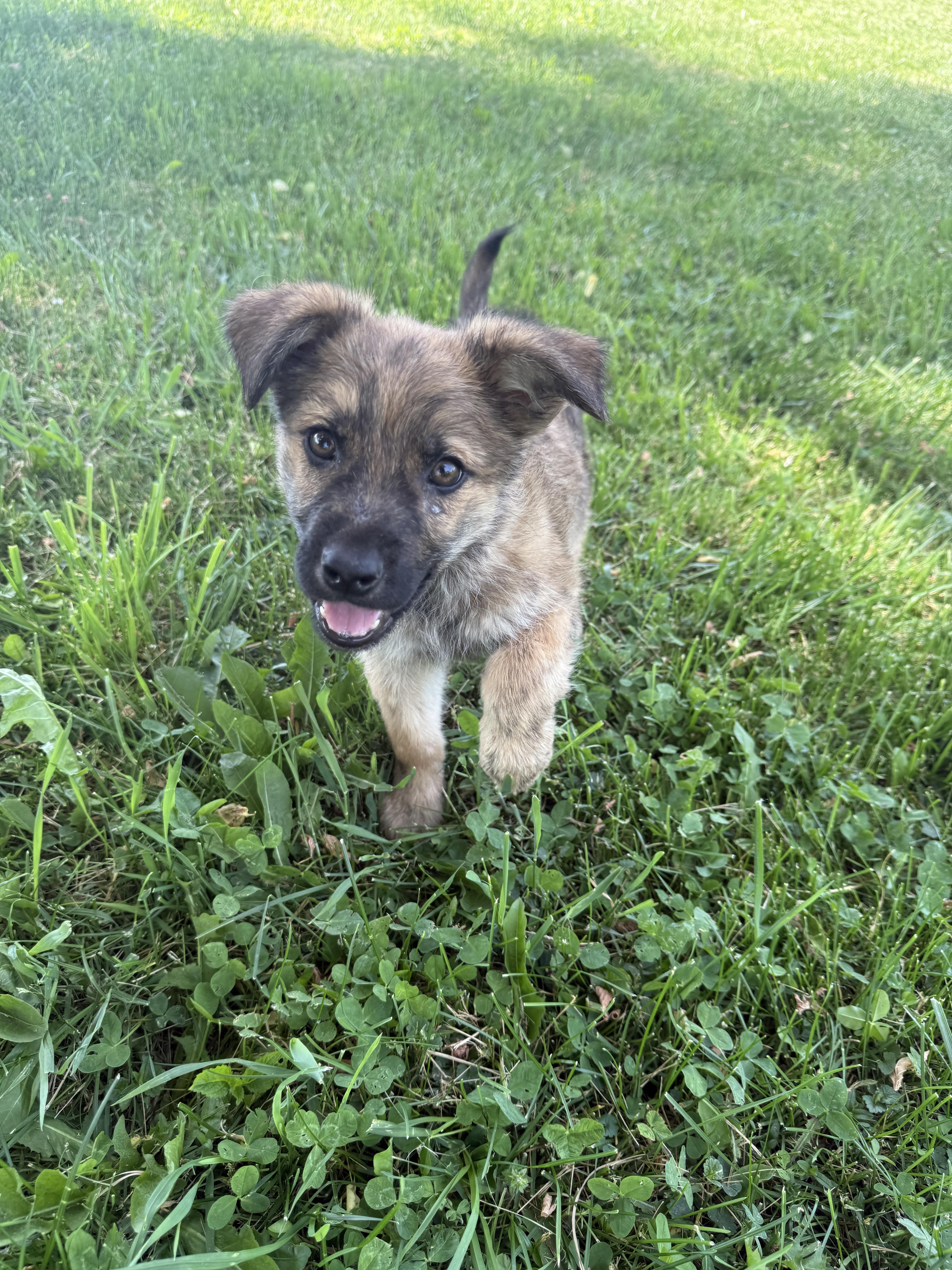 Lucky, an adopted mixed breed in Hales corners, WI image 4/6