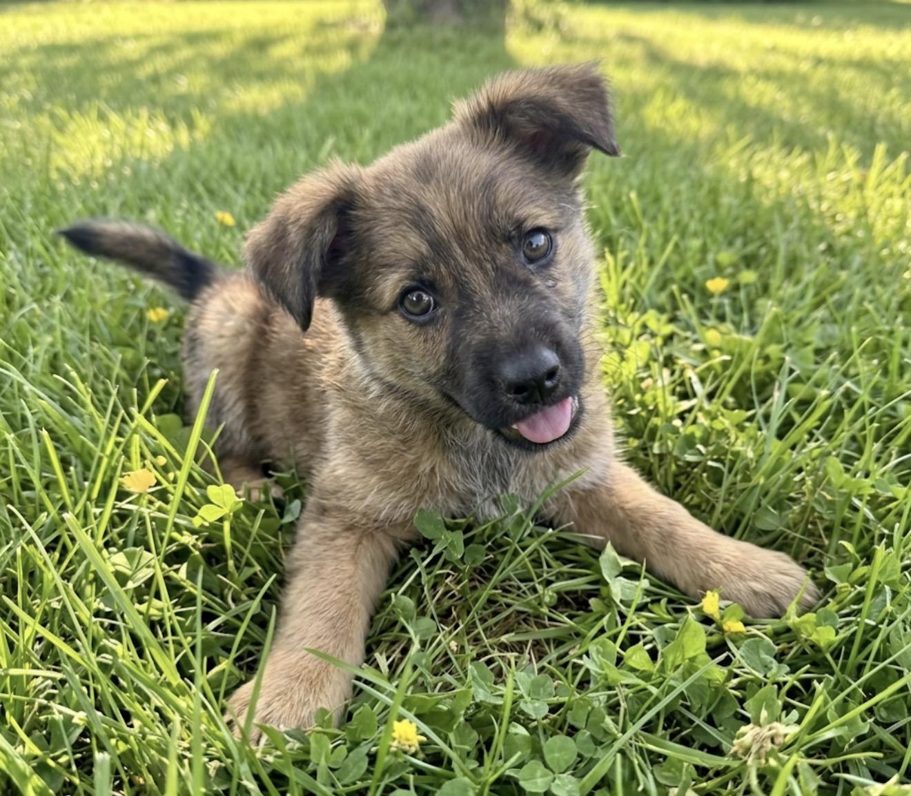 Lucky, an adopted mixed breed in Hales corners, WI image 1/6