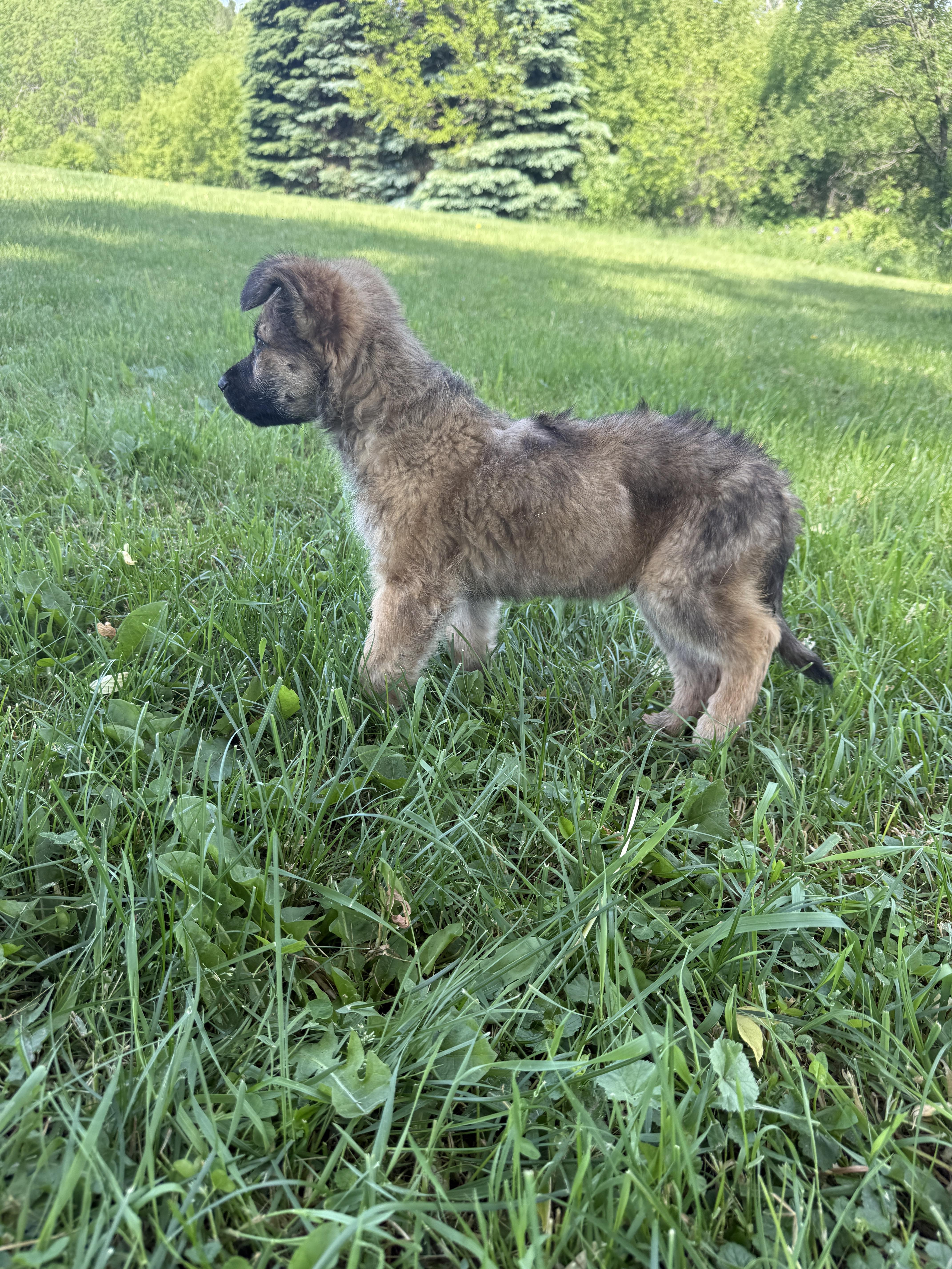 Lucky, an adopted mixed breed in Hales corners, WI image 6/6
