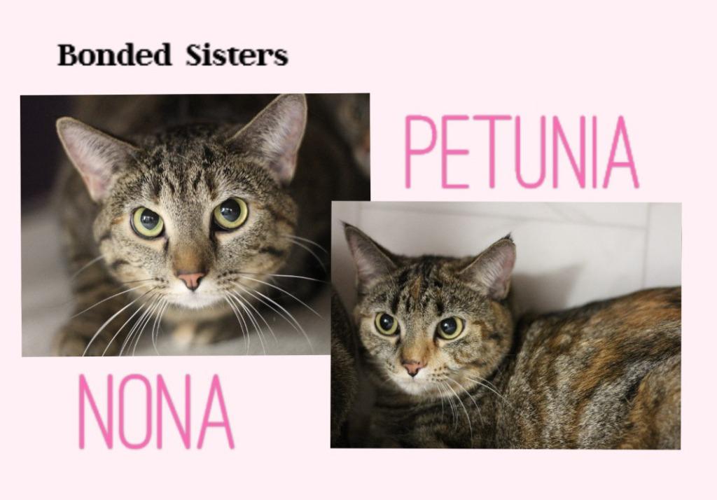 Enlarge Petunia & Nona, a Adoptable mixed breed in Rockford, IL image 1/4