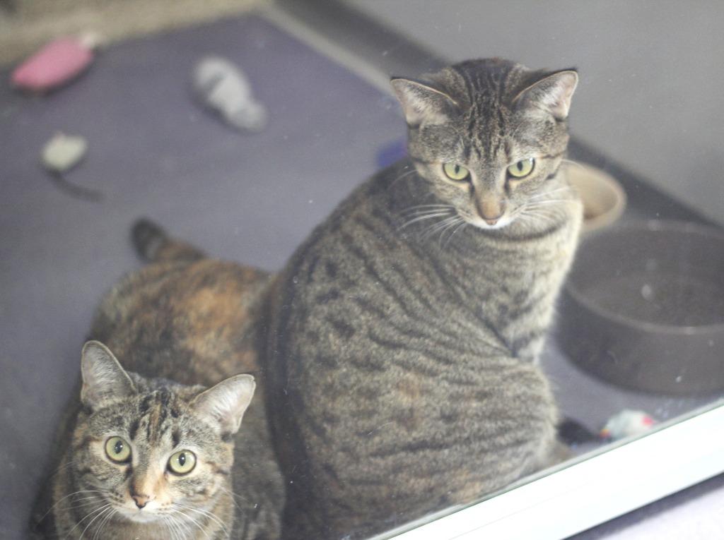 Enlarge Petunia & Nona, a Adoptable mixed breed in Rockford, IL image 2/4