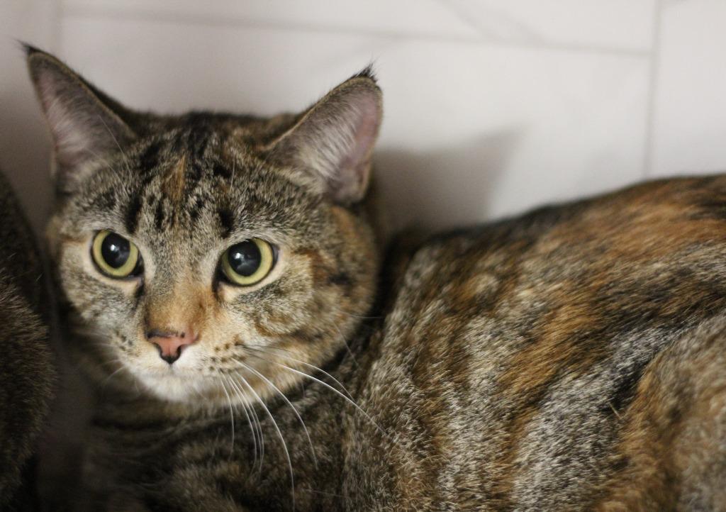 Enlarge Petunia & Nona, a Adoptable mixed breed in Rockford, IL image 3/4