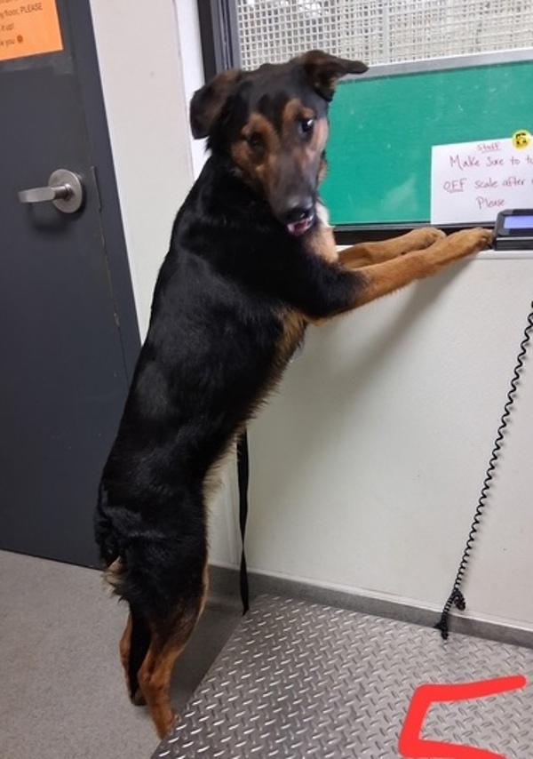 Enlarge Raj, a Adoptable mixed breed in Tulare, CA image 1/1