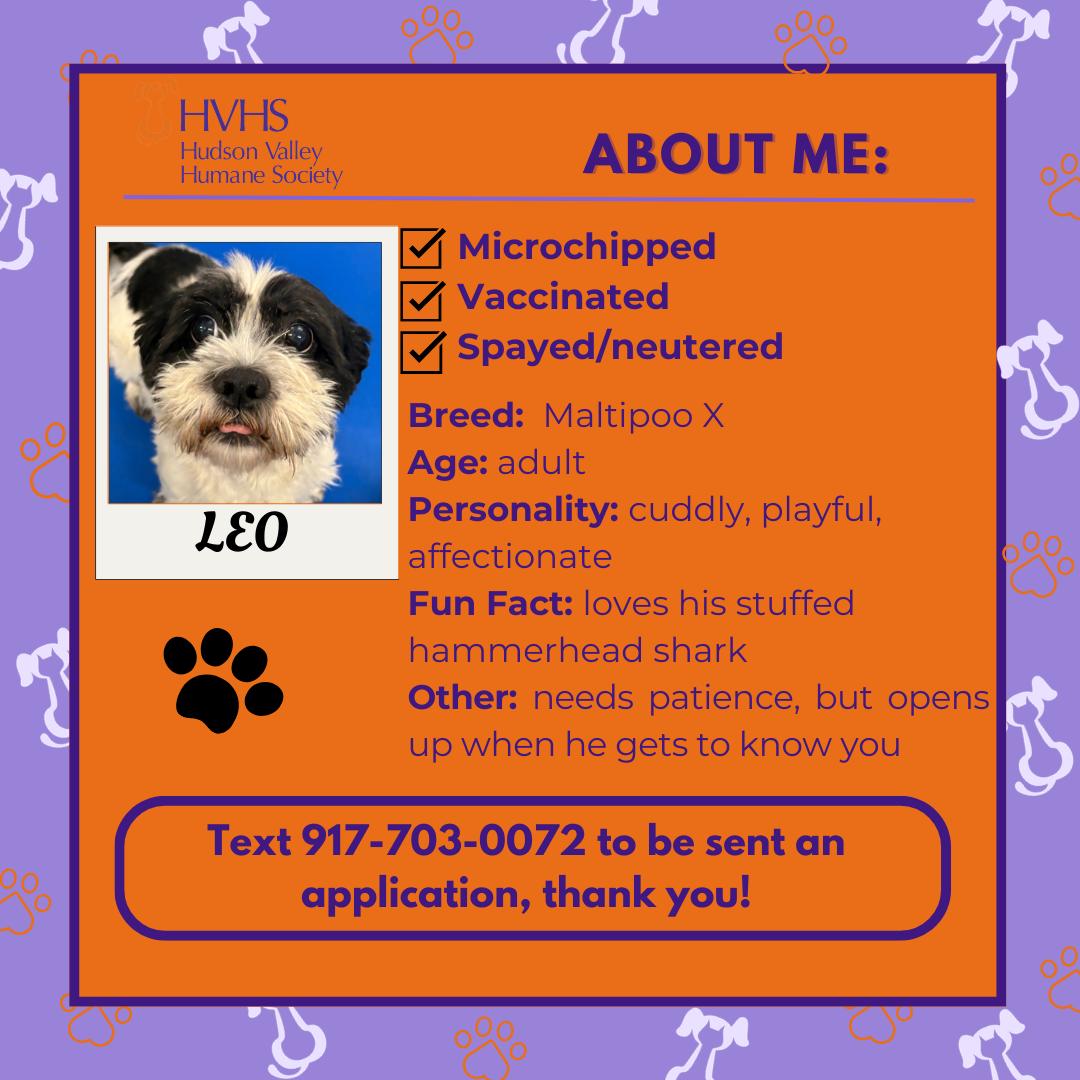 Enlarge LEO , a Adoptable mixed breed in Pomona, NY image 2/2
