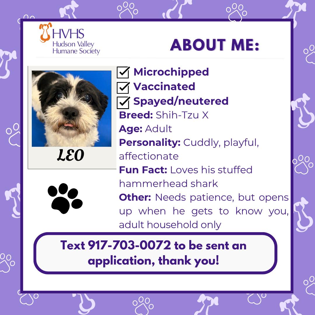 Enlarge LEO , a Adoptable mixed breed in Pomona, NY image 2/2