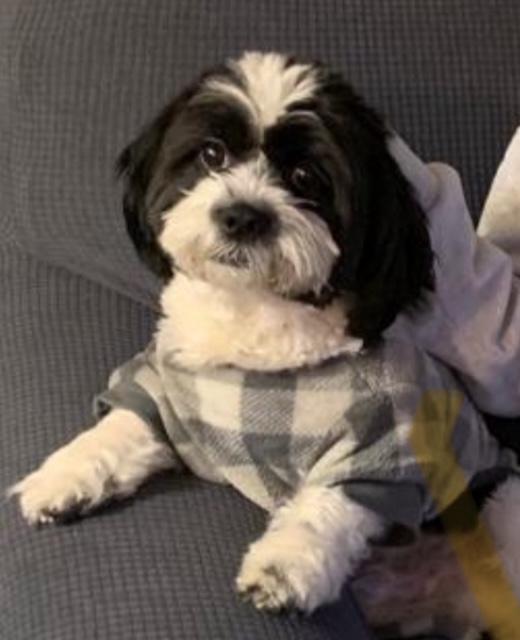 Enlarge LEO the MALTIPOO, a Adoptable mixed breed in Pomona, NY image 1/2