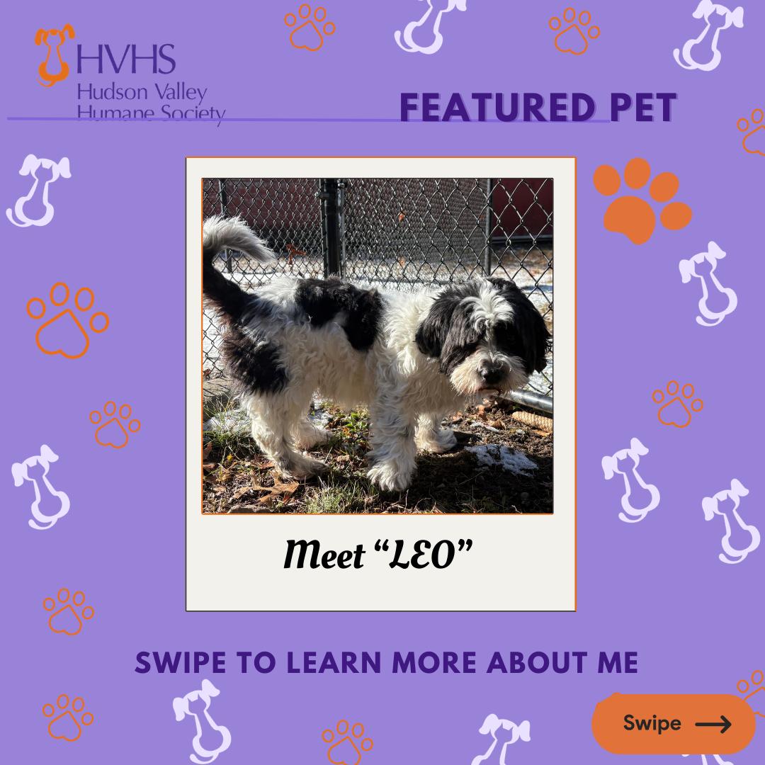 LEO , Adoptable, Adult Male Shih Tzu & Lhasa Apso.