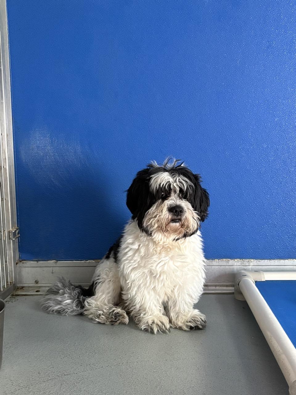 Enlarge LEO the MALTIPOO, a Adoptable mixed breed in Pomona, NY image 2/2