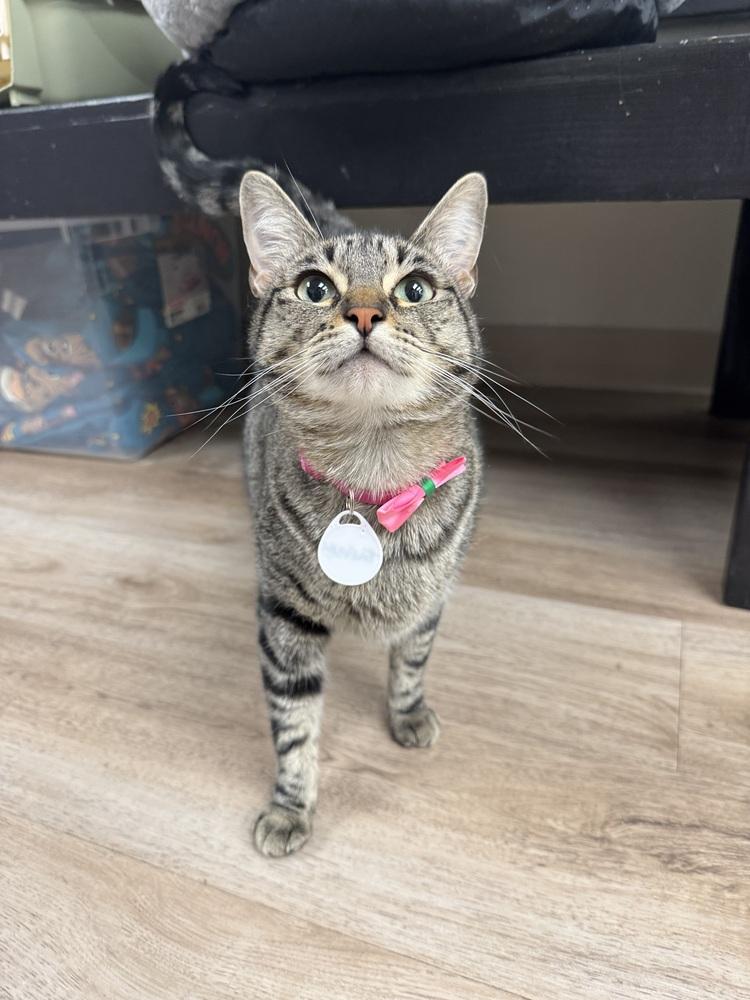 Eloise 2, Adoptable, Young Female Domestic Short Hair.