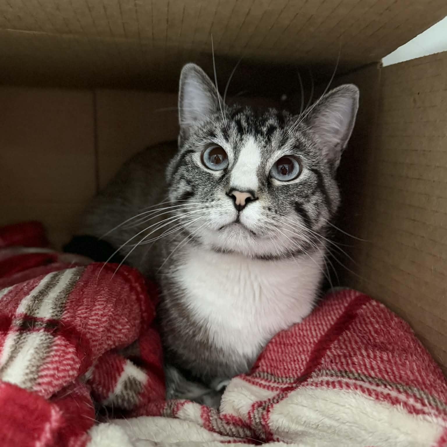 Enlarge Eugene, a ADOPTABLE mixed breed in Penn Yan, NY image 1/5