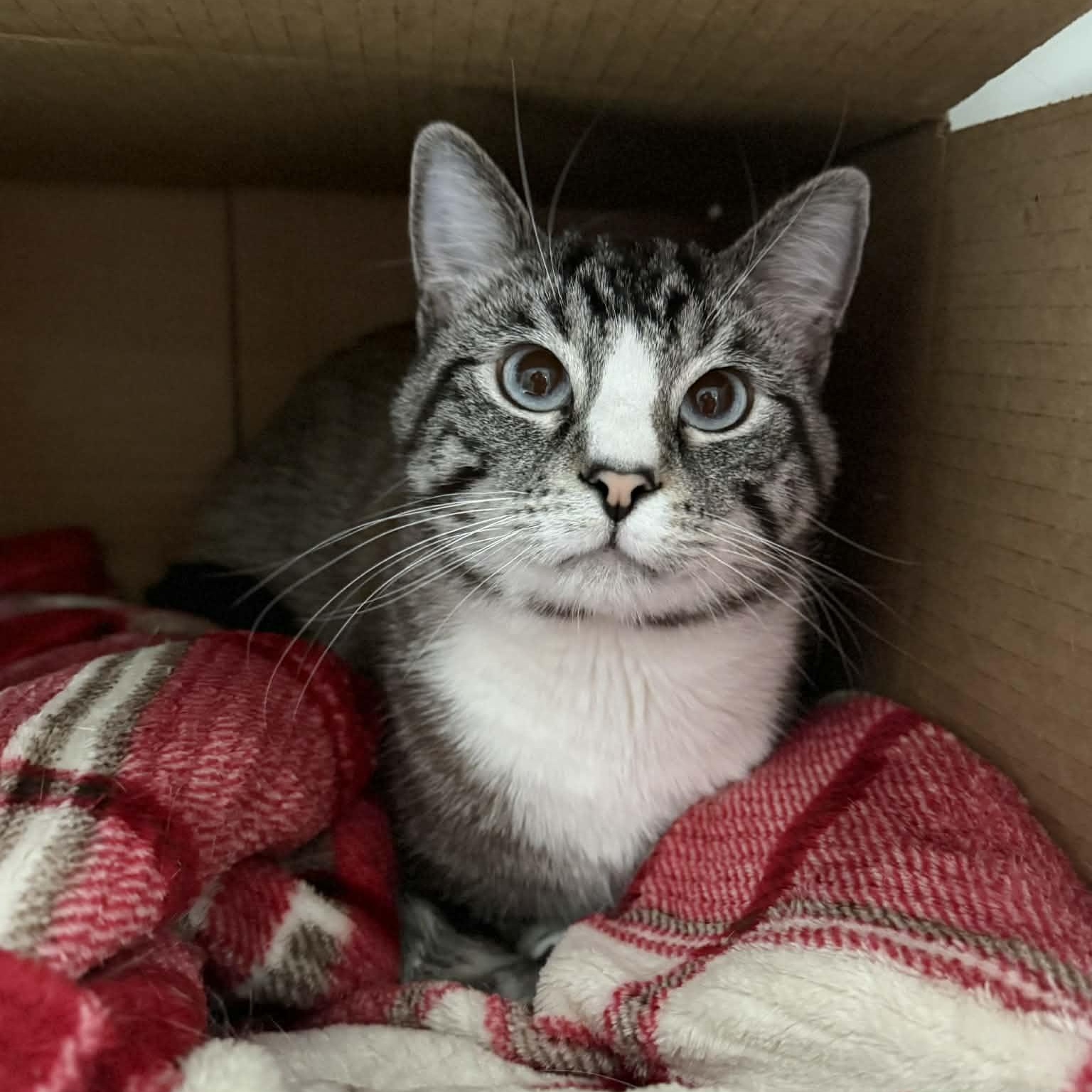 Enlarge Eugene, a ADOPTABLE mixed breed in Penn Yan, NY image 2/5